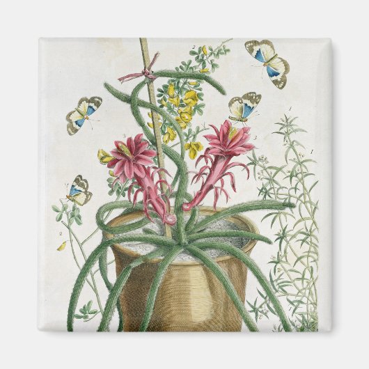 Cereus Minimus, c.1745 (farbige Litho) Magnet (Vorne)
