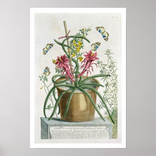 Cereus Minimus, c.1745 (farbige Litho) Poster (Vorne)