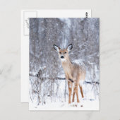 Cerf Postkarte (Vorne/Hinten)