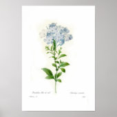 Cerulea plumbago poster (Vorne)