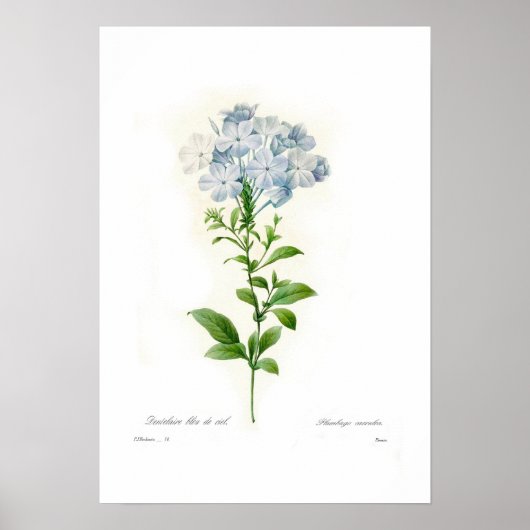 Cerulea plumbago poster (Vorne)