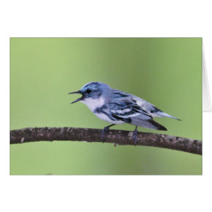 Cerulean Trällerer