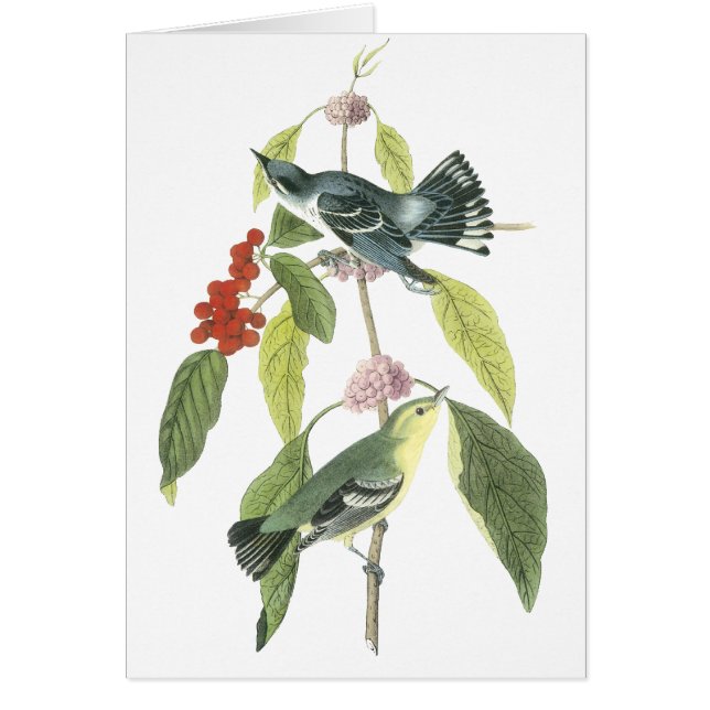 Cerulean Trällerer, John Audubon (Vorne)