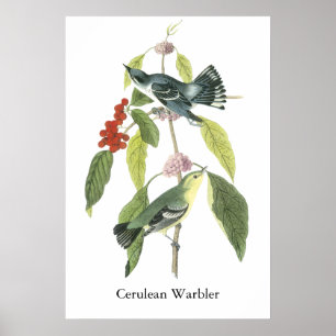 Cerulean Warbler, John Audubon Poster