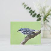 Cerulean Warbler Postkarte (Stehend Vorderseite)