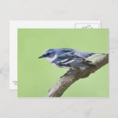 Cerulean Warbler Postkarte (Vorne/Hinten)