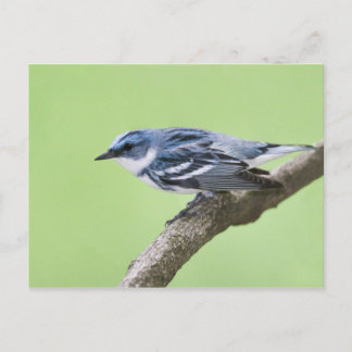 Cerulean Warbler Postkarte