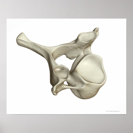 Cervical Vertebra Poster (Vorne)