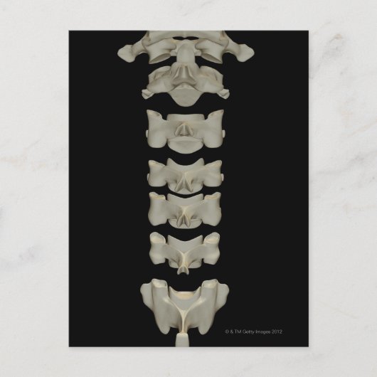 Cervical Vertebrae Postkarte (Vorderseite)