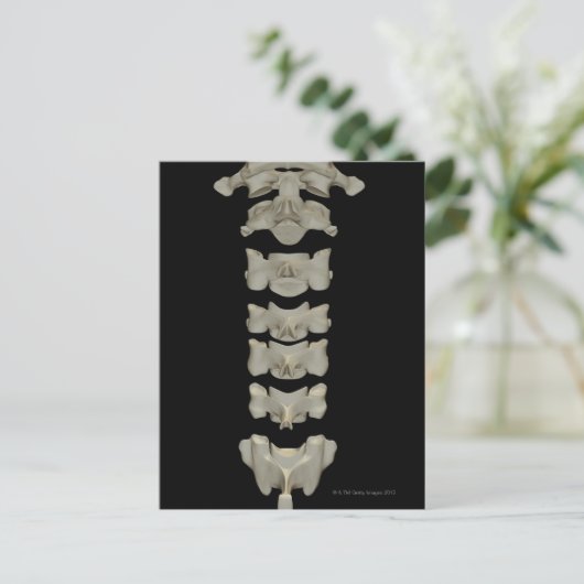 Cervical Vertebrae Postkarte (Stehend Vorderseite)