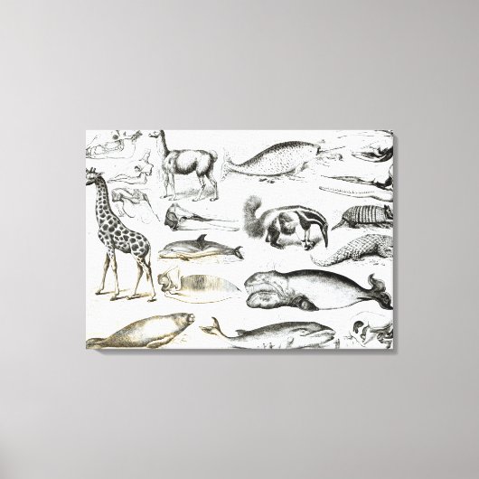 Cetacea Edentata Leinwanddruck (Vorderseite)