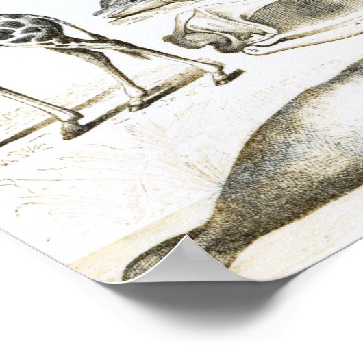 Cetacea Edentata Poster (Ecke)