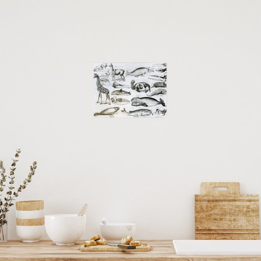 Cetacea Edentata Poster (Küche)