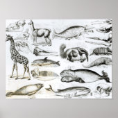 Cetacea Edentata Poster (Vorne)