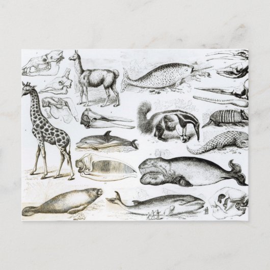 Cetacea Edentata Postkarte (Vorderseite)