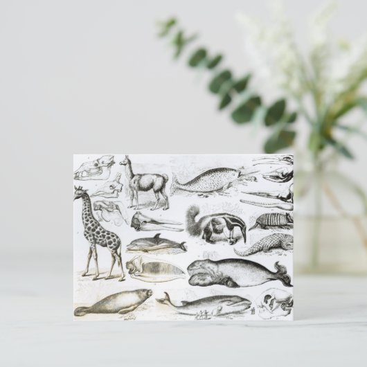 Cetacea Edentata Postkarte (Stehend Vorderseite)