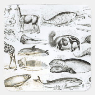 Cetacea Edentata Quadratischer Aufkleber