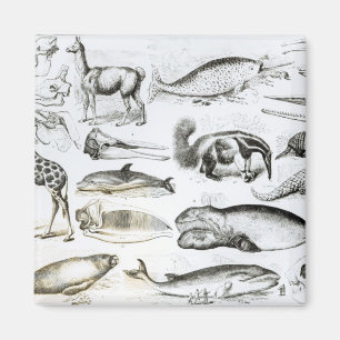 CetaceaEdentata Magnet