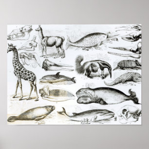 CetaceaEdentata Poster