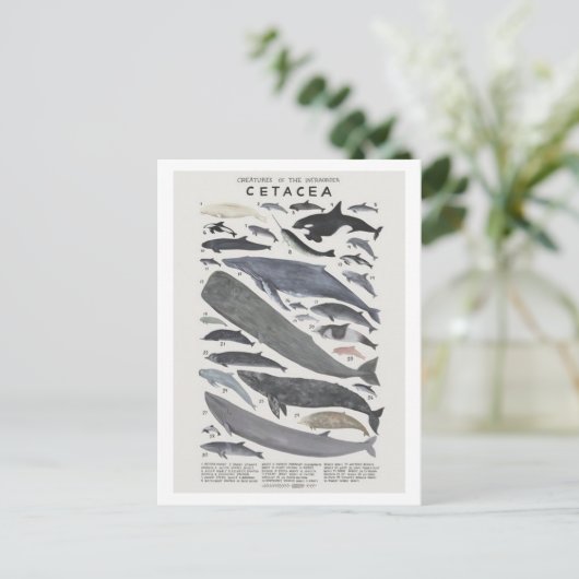 Cétacés Postkarte (Stehend Vorderseite)
