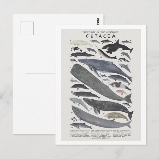 Cétacés Postkarte (Vorne/Hinten)