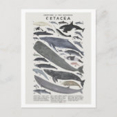 Cétacés Postkarte (Vorderseite)