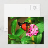 Cethosia bibliotheken Postkarte (Vorne/Hinten)