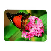 Cethosia bibliotheken Premium Magnet (Horizontal)