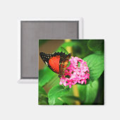 Cethosia biblis Magnet (Vorderseite/Rückseite)