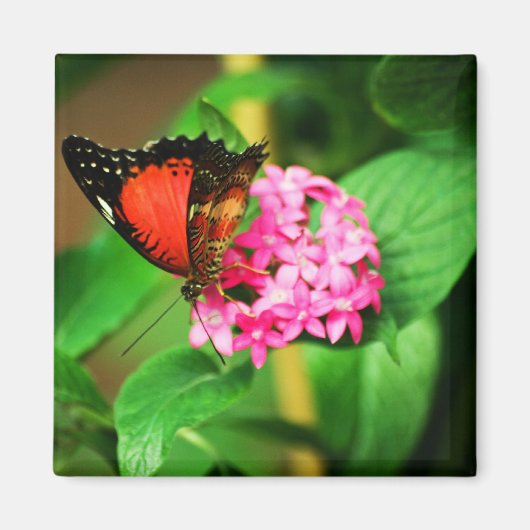 Cethosia biblis Magnet (Vorne)