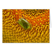 Cetonia aurata (Vorderseite (Horizontal))