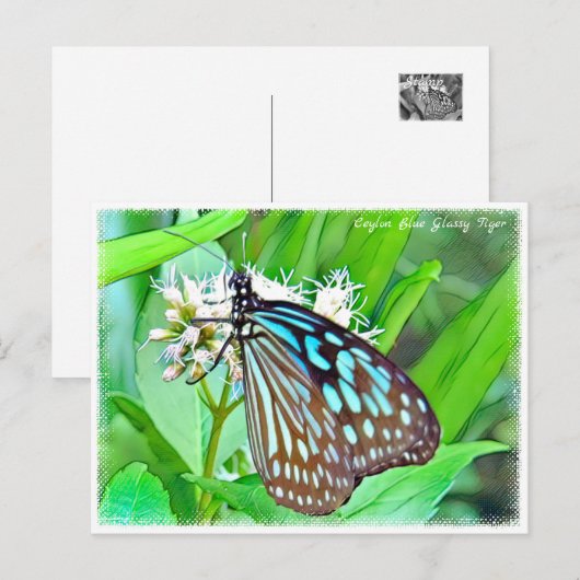 Ceylon Blue Glassy Tiger Postkarte (Vorne/Hinten)