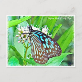 Ceylon Blue Glassy Tiger Postkarte