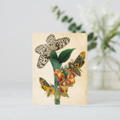 Ceylon Tree Nymph Butterfly & Acherontia Moths Postkarte (Stehend Vorderseite)
