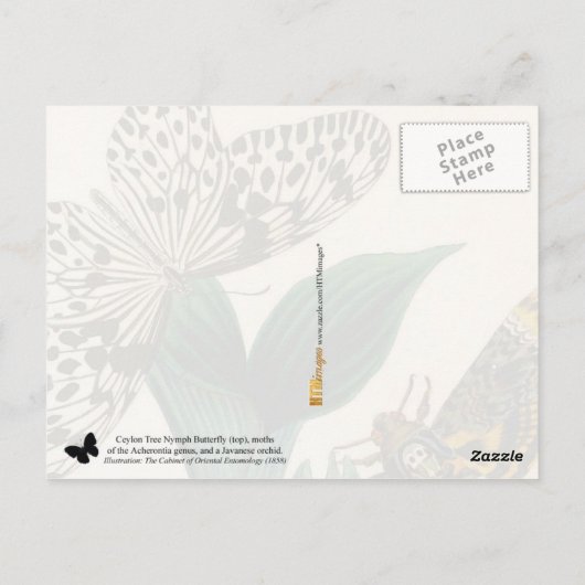 Ceylon Tree Nymph Butterfly & Acherontia Moths Postkarte (Rückseite)