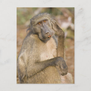 Chacma Baboon (Papio ursinus) kratzt sich Postkarte