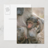 Chacma Baboon, Papio ursinus mit jung, Krüger Postkarte (Vorne/Hinten)