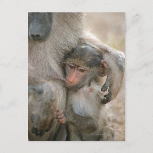 Chacma Baboon, Papio ursinus mit jung, Krüger Postkarte (Vorderseite)