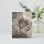 Chacma Baboon, Papio ursinus mit jung, Krüger Postkarte (Stehend Vorderseite)