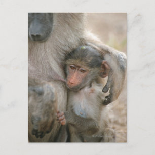 Chacma Baboon, Papio ursinus mit jung, Krüger Postkarte