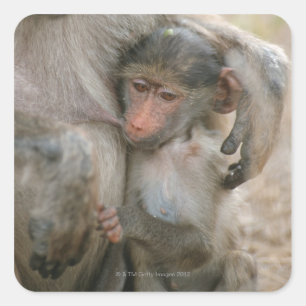 Chacma Baboon, Papio ursinus mit jung, Krüger Quadratischer Aufkleber