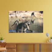 Chacma Baboons (Papio ursinus) durch Leinwanddruck (Insitu (Wohnzimmer))