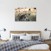 Chacma Baboons (Papio ursinus) durch Leinwanddruck (Insitu (Schlafzimmer))