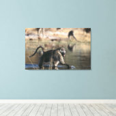 Chacma Baboons (Papio ursinus) durch Leinwanddruck (Insitu (Holzboden))