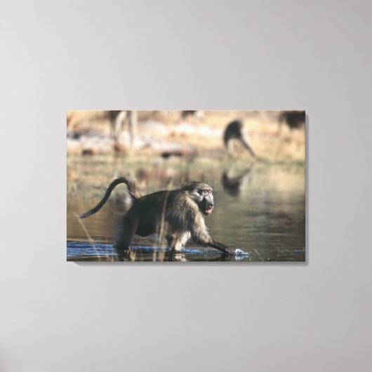 Chacma Baboons (Papio ursinus) durch Leinwanddruck (Vorderseite)
