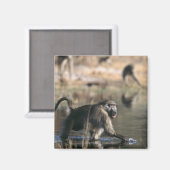 Chacma Baboons (Papio ursinus) durch Magnet (Vorderseite/Rückseite)