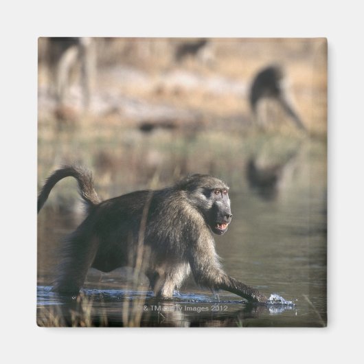 Chacma Baboons (Papio ursinus) durch Magnet (Vorne)
