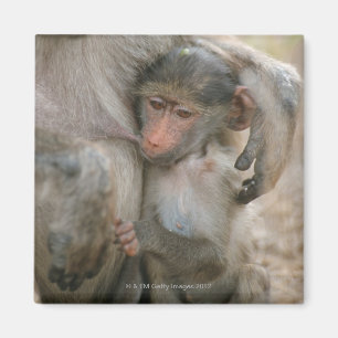 Chacma Pavian, Papio ursinus mit Jungen, Kruger Magnet