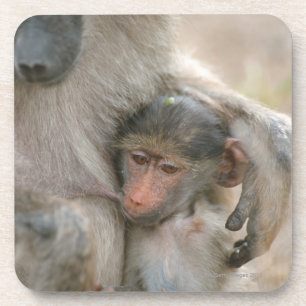 Chacma Pavian, Papio ursinus mit Jungen, Kruger Untersetzer