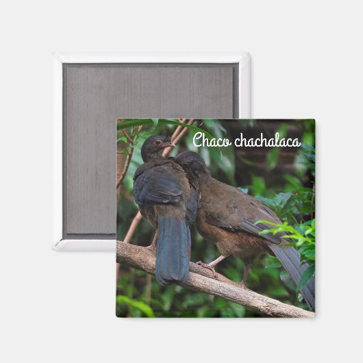 Chaco chachalaca magnet (Vorderseite/Rückseite)